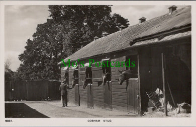 Surrey Postcard - Cobham Stud. Horse Stables RT2465