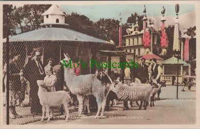 London Postcard - The News Chronicle Children's Zoo   RT337