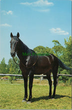 Load image into Gallery viewer, Animals Postcard - Horse Stood in a Paddock SW13424
