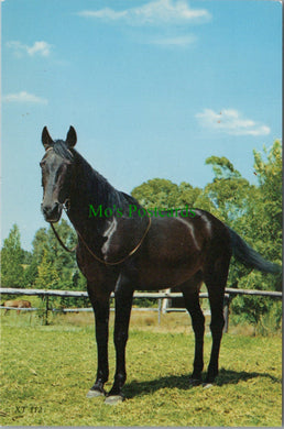 Animals Postcard - Horse Stood in a Paddock SW13424