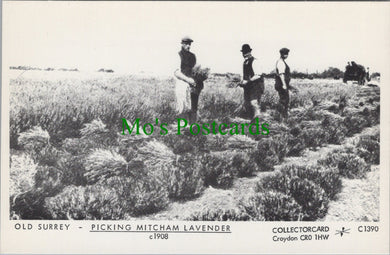 London Postcard - Old Surrey, Picking Mitcham Lavender c1908 - SW13588