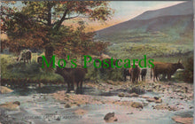 Load image into Gallery viewer, Scotland Postcard - Highland Cattle at Aberfoyle  SW11992
