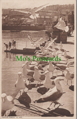 Cornwall Postcard - Seagulls Hunger March, St Ives  SW12029