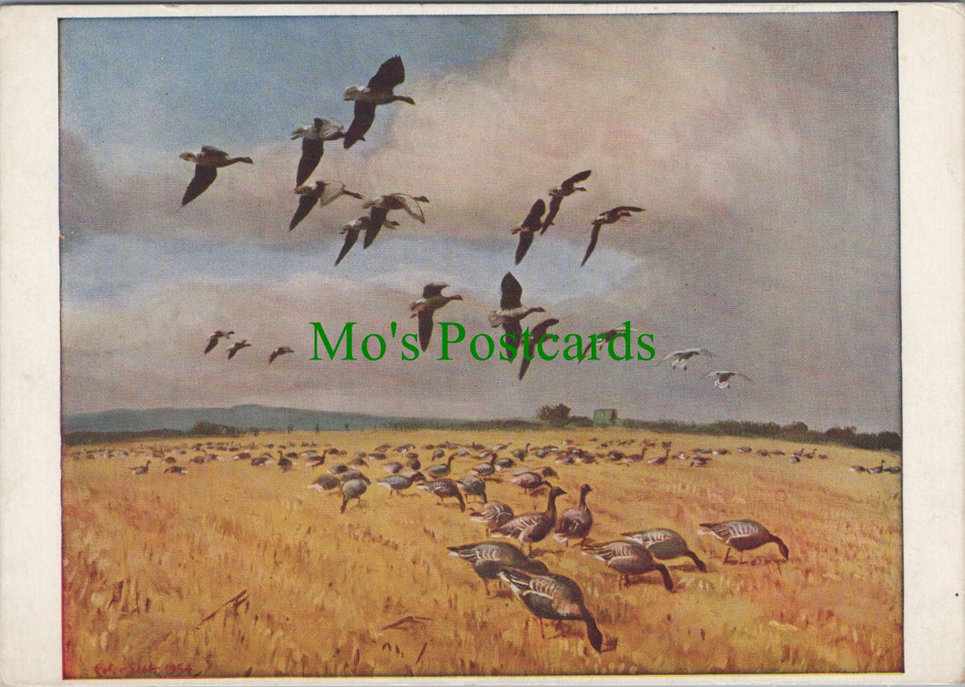 Art Postcard - Artist Peter Scott, Pinkfeet Coming To a Stubble Field SW12853