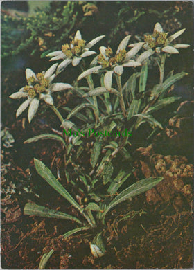 Nature Postcard - Flowers, The Edelweiss SW12854