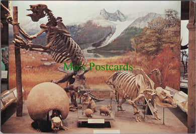British Museum Postcard - Fossil Mammal Gallery  SW11321