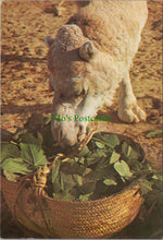 Load image into Gallery viewer, Animals Postcard - Camel, Dromadaire, Tunisia  SW11332

