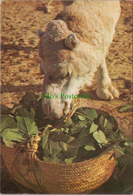 Animals Postcard - Camel, Dromadaire, Tunisia  SW11332