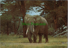 Load image into Gallery viewer, Animals Postcard - An Elephant in Uganda  SW11334
