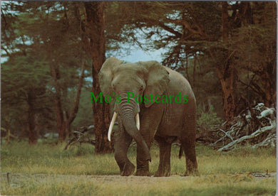Animals Postcard - An Elephant in Uganda  SW11334