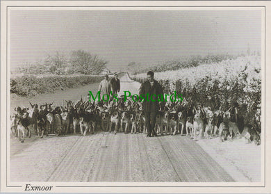 Animals Postcard - Dogs, Devon and Somerset Staghounds  SW11457