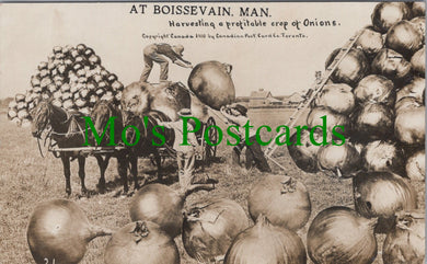 Canada Postcard - At Boissevain, Manitoba - Harvesting SW12311