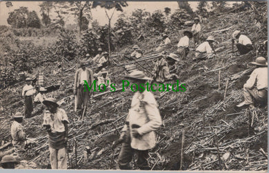 Unknown Location Postcard - Agricultural Work? DC2540
