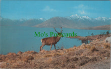 Load image into Gallery viewer, Animals Postcard - Scottish Stag, A Highland Monarch DC2444
