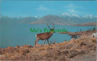 Animals Postcard - Scottish Stag, A Highland Monarch DC2444