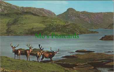 Animals Postcard - Royal Stag in Velvet, Scottish Highlands  DC2445