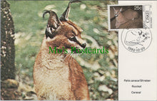 Load image into Gallery viewer, Animals Postcard - Caracal Wild Cat, Felis Caracal Shreber  DC2447
