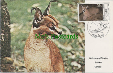 Animals Postcard - Caracal Wild Cat, Felis Caracal Shreber  DC2447