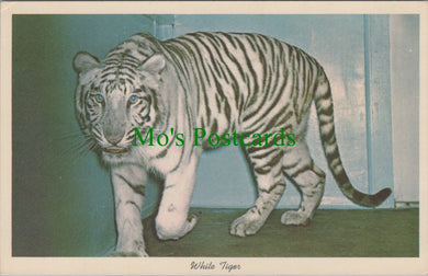 Animals Postcard - White Tiger, Washington Zoo  DC2448