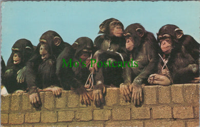Animals Postcard - Monkeys, Chimpanzees  DC2449