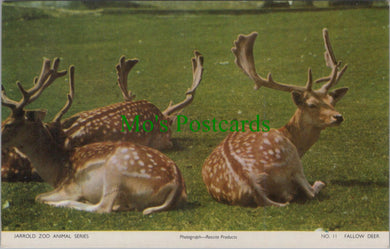 Animals Postcard - Fallow Deer, Zoo Animals DC2455
