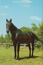 Load image into Gallery viewer, Animals Postcard - A Beautiful Horse    SW11748
