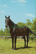 Load image into Gallery viewer, Animals Postcard - A Beautiful Horse SW11748