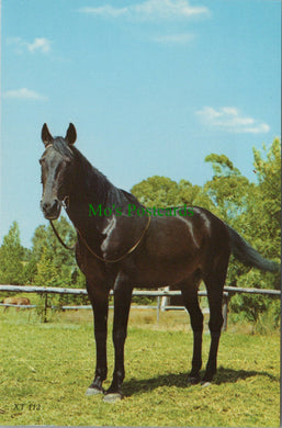 Animals Postcard - A Beautiful Horse    SW11748