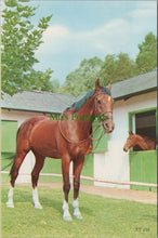Load image into Gallery viewer, Animals Postcard - A Beautiful Horse    SW11749
