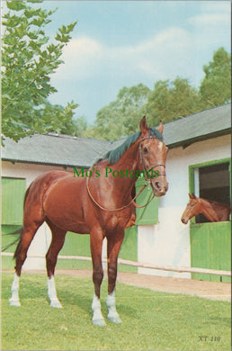 Animals Postcard - A Beautiful Horse    SW11749