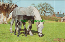 Load image into Gallery viewer, Animals Postcard - Horse and Foal Grazing    SW11753
