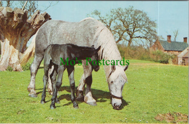 Animals Postcard - Horse and Foal Grazing    SW11753