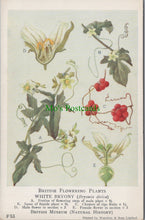 Load image into Gallery viewer, British Museum Postcard - British Flowering Plants, White Bryony SW12689
