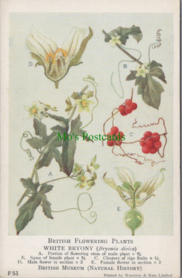 British Museum Postcard - British Flowering Plants, White Bryony SW12689