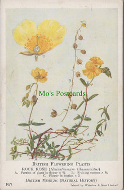 British Museum Postcard - British Flowering Plants, Rock Rose SW12690