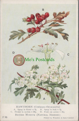 British Museum Postcard - British Flowering Plants, Hawthorn SW12691