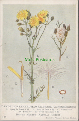 British Museum Postcard - British Flowering Plants, Dandelion SW12692