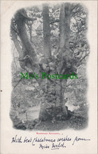 Load image into Gallery viewer, Buckinghamshire Postcard - Burnham Beeches SW11019