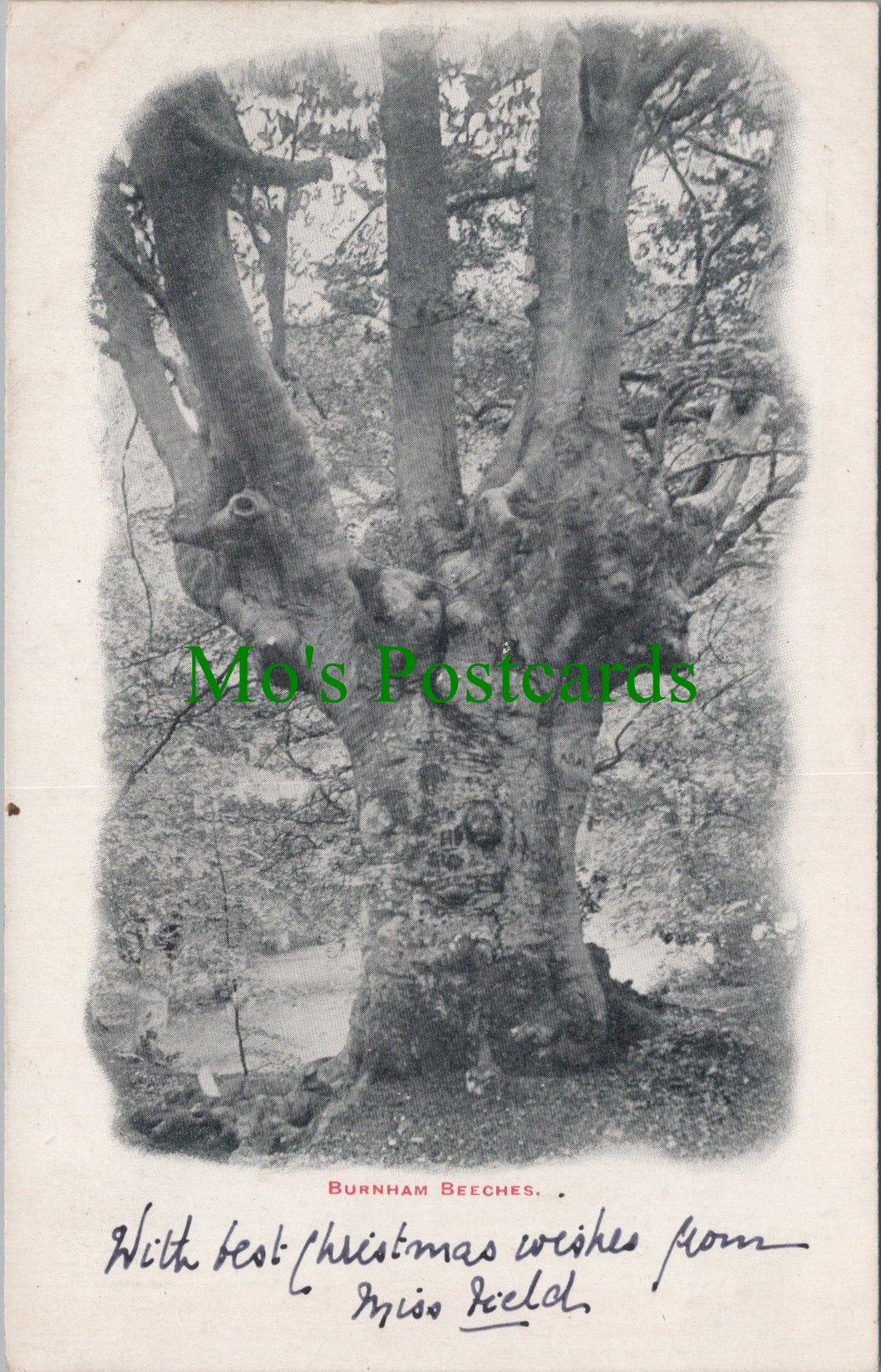 Buckinghamshire Postcard - Burnham Beeches  SW11019