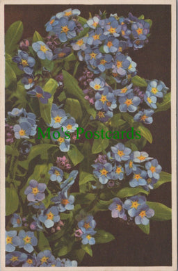 Nature Postcard - Flowers, Water Forget-Me-Not, Myosotis Palustris SW11083