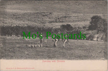 Load image into Gallery viewer, South Africa Postcard - Ostriches With Chickens   SW11109