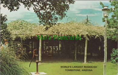 America Postcard - Tombstone, Arizona, World's Largest Rosebush  HP67