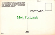 Load image into Gallery viewer, America Postcard - Tombstone, Arizona, World's Largest Rosebush  HP67