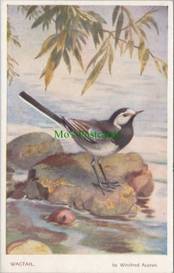 Animals Postcard - Birds - The Wagtail, Artist Winifred Austen H10