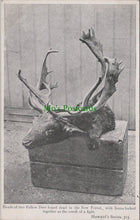 Load image into Gallery viewer, Hampshire Postcard - Heads of Two Fallow Deer, The New Forest SW11226
