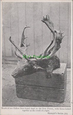 Hampshire Postcard - Heads of Two Fallow Deer, The New Forest SW11226