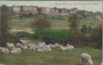 Kent Postcard - Mount Ephraim, Royal Tunbridge Wells SW11672