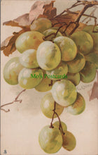 Load image into Gallery viewer, Nature Postcard - Fruit Art - Grapes, Artist Catharina Klein  SW11561
