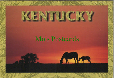 America Postcard - Kentucky Mare and Foal  SW11950