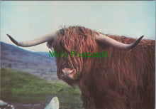 Load image into Gallery viewer, Animals Postcard - A Scottish Highland Cow SW11965
